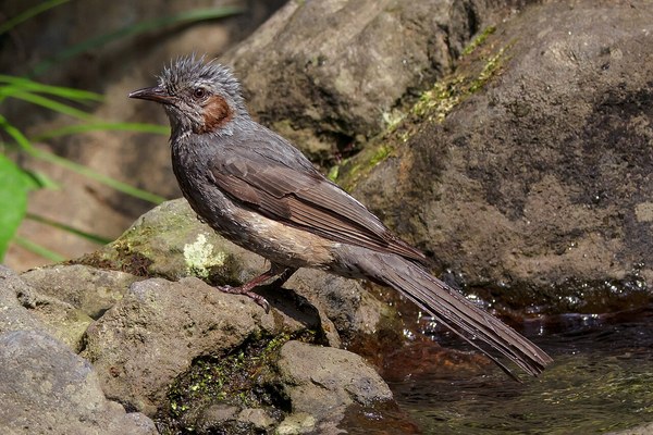 水浴び後で羽冠がはっきり見えるヒヨドリ