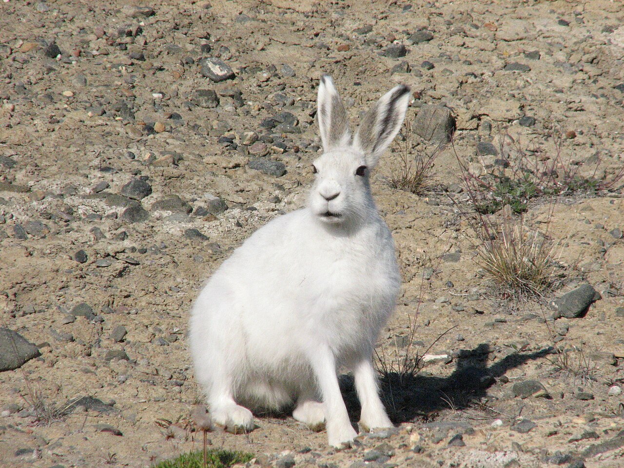 夏の岩地に座る白いホッキョクノウサギ（極北集団は通年白）