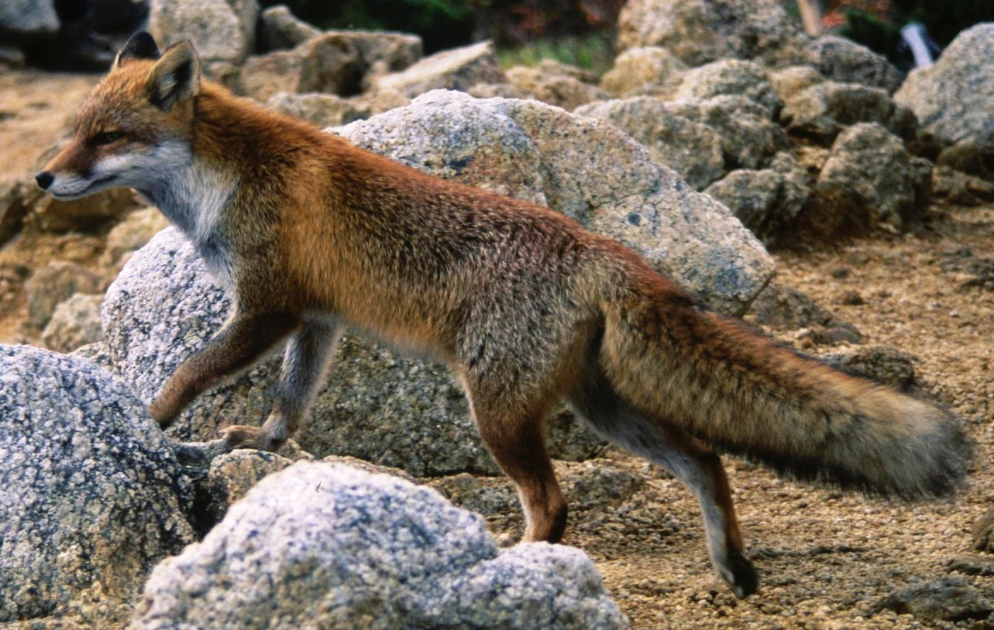 白馬岳のホンドギツネ