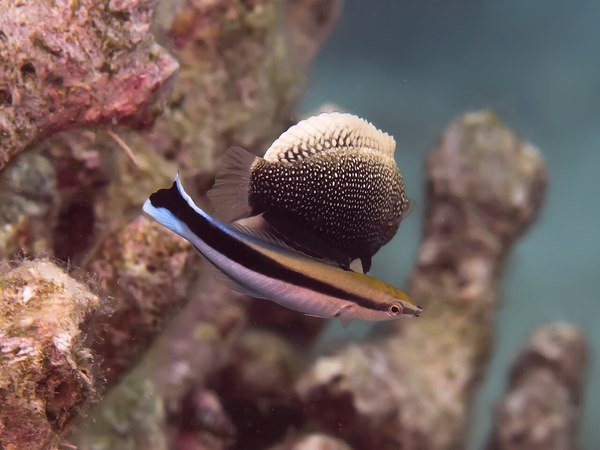 別種のベラを掃除するホンソメワケベラ