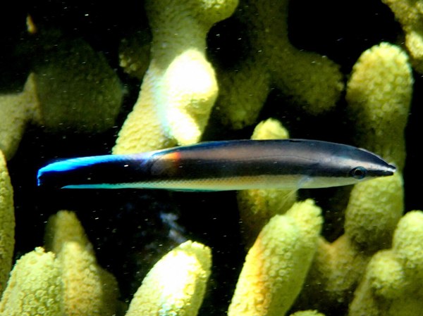サンゴの間で泳ぐホンソメワケベラ