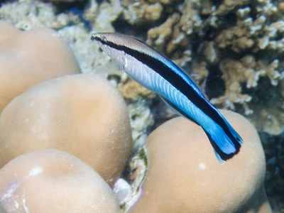 サンゴの上のホンソメワケベラ