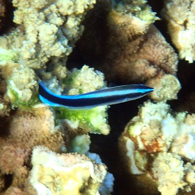 目から尾まで走る1本の黒帯