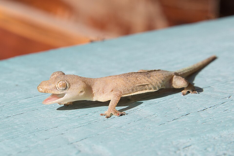 口を開けたホオグロヤモリ