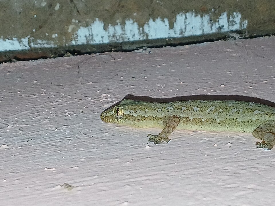 壁に張り付くホオグロヤモリ