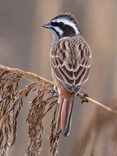 ホオジロのオス成鳥