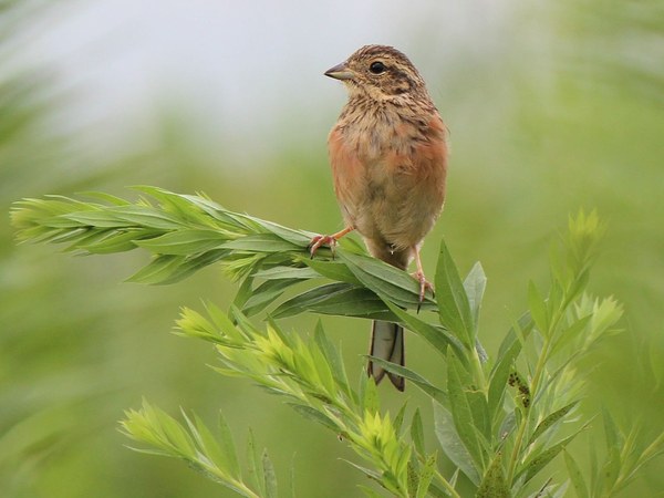 ホオジロの幼鳥