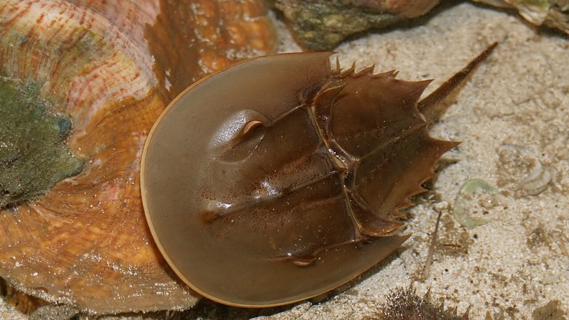 カブトガニ - いきもの図鑑