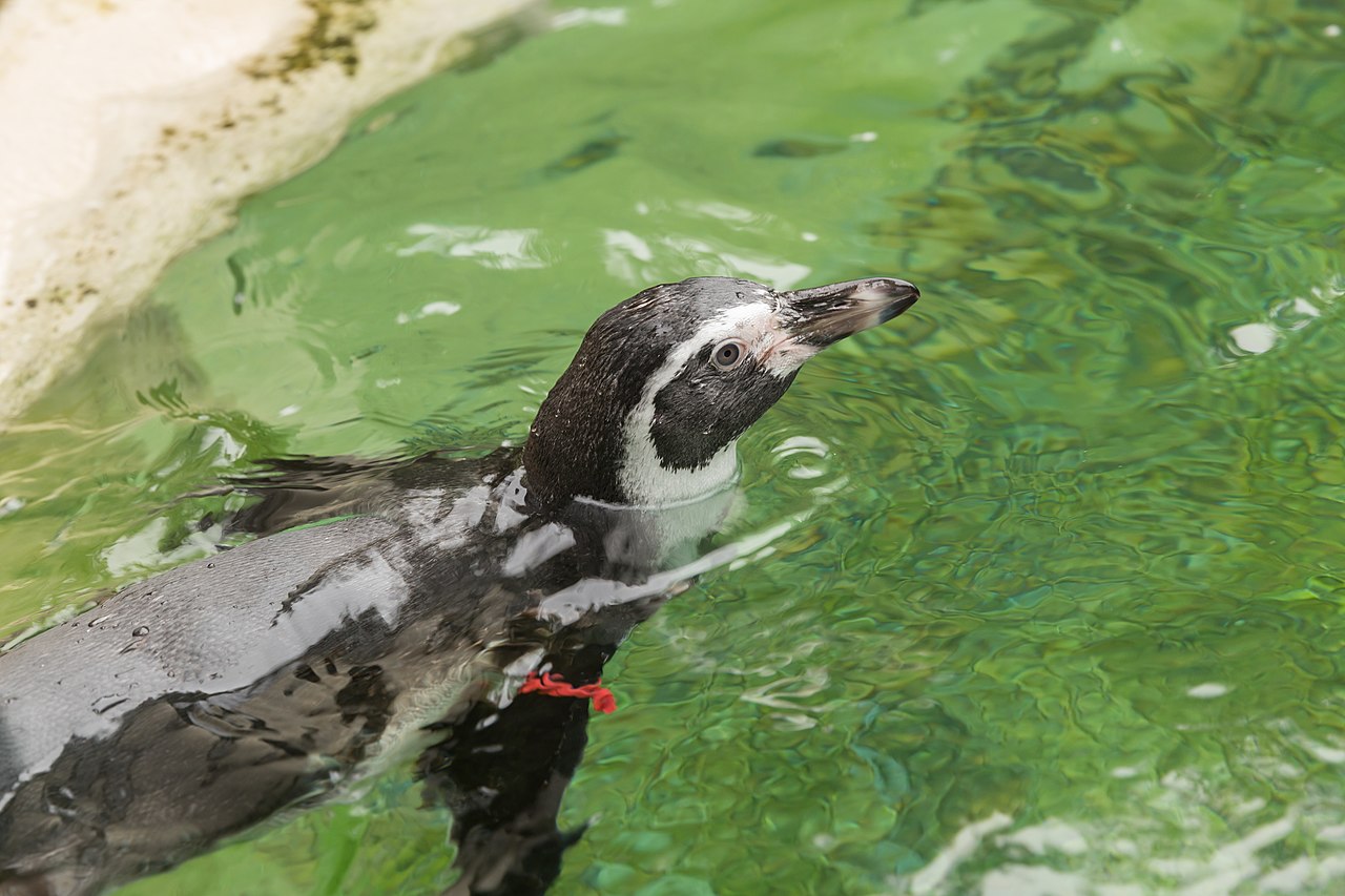フンボルトペンギンの顔