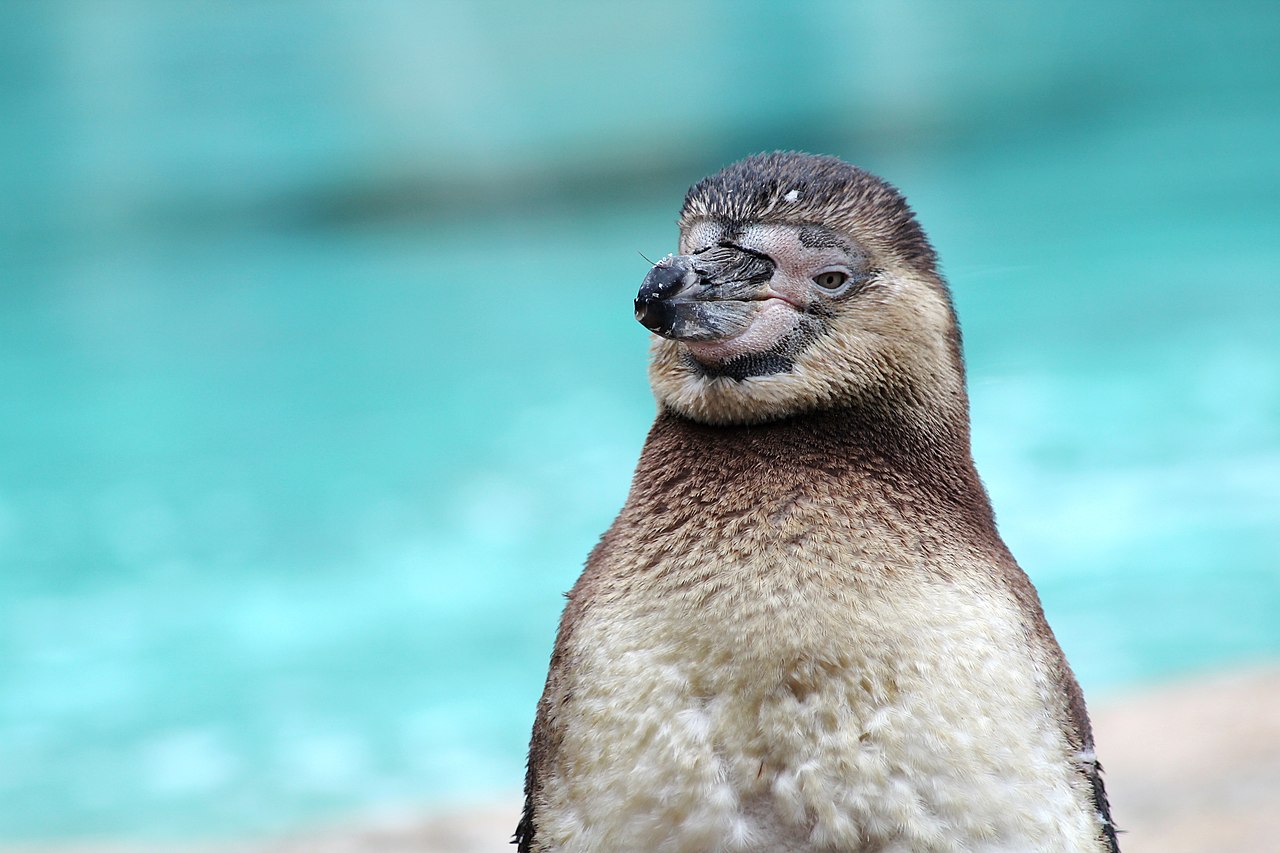 フンボルトペンギンの若鳥