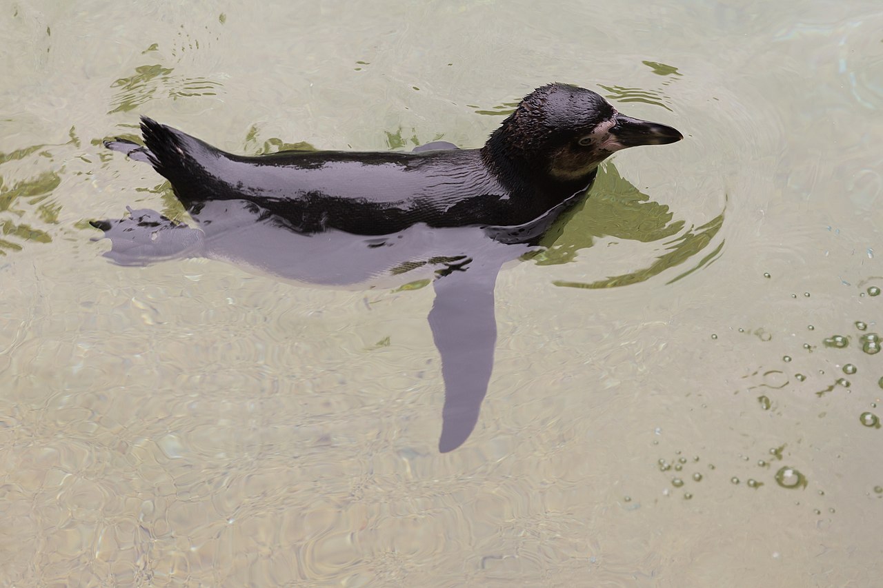 泳ぐフンボルトペンギン