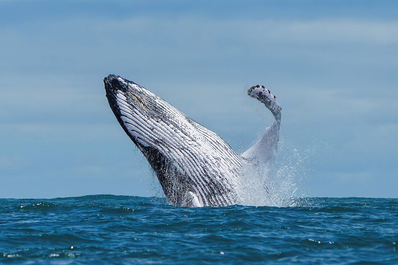 ブリーチングするザトウクジラ・巨大な胸びれが空中に広がる