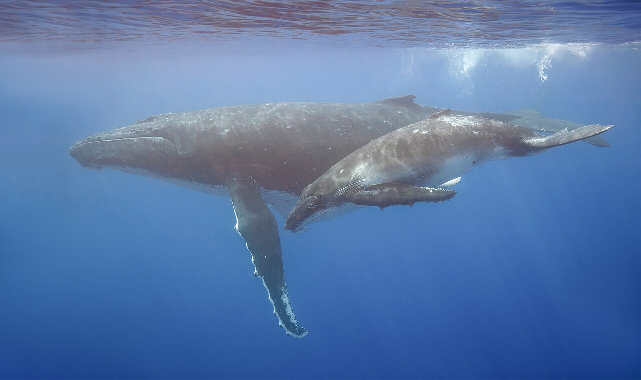 ザトウクジラの母子・水中を寄り添って泳ぐ