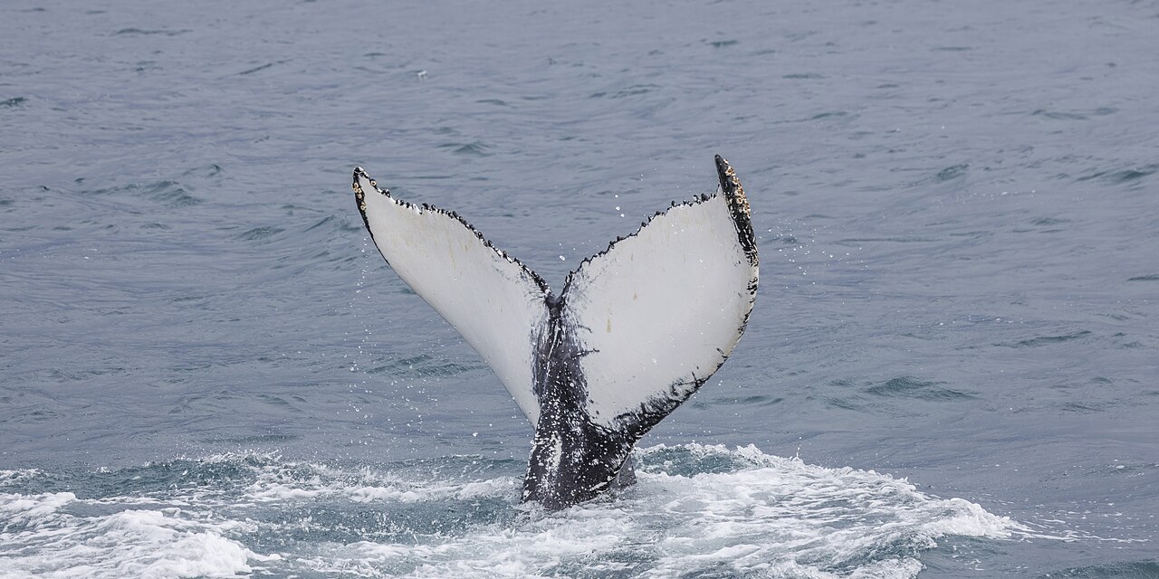 潜水するザトウクジラの尾びれ・裏面の白黒模様は個体ごとに異なる