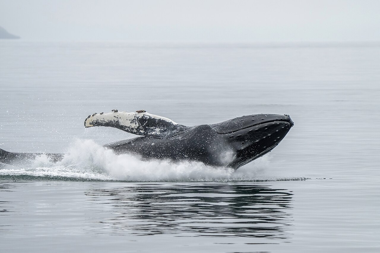 ザトウクジラの頭部・下顎と頭上に多数の結節（コブ）が並ぶ