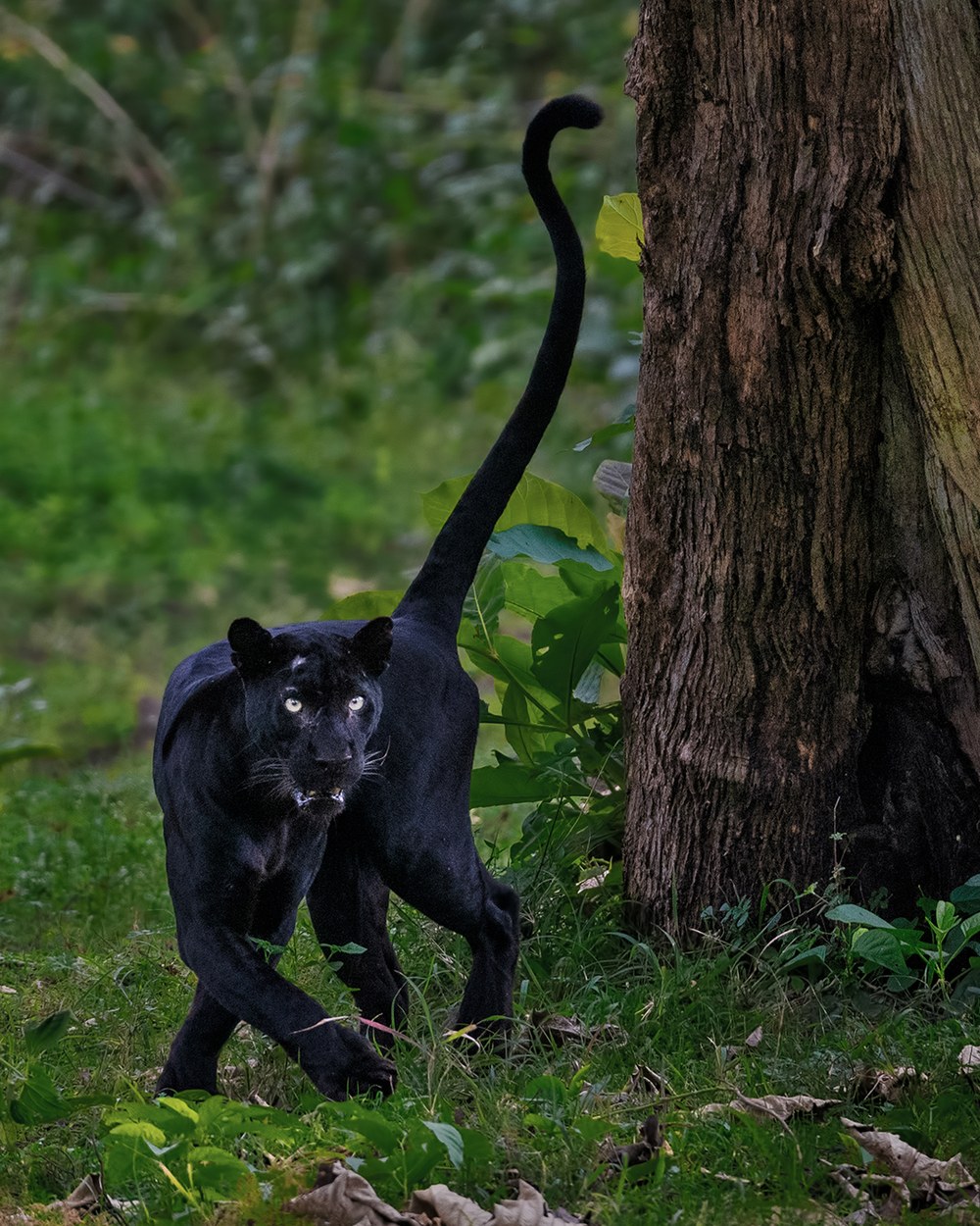 全身が黒いクロヒョウ