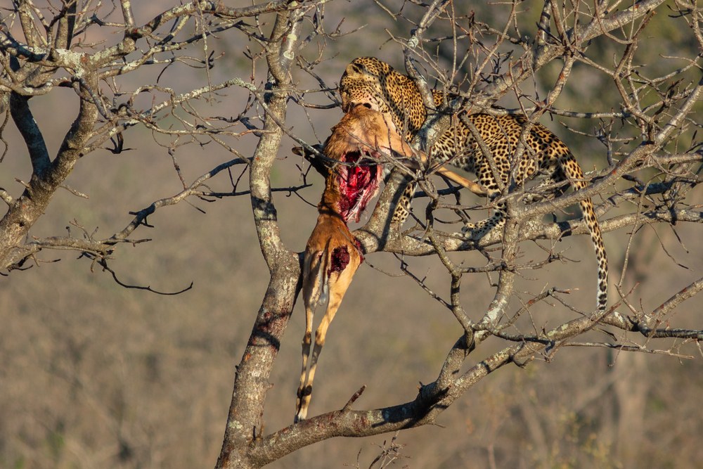 獲物を木の上に運んだヒョウ
