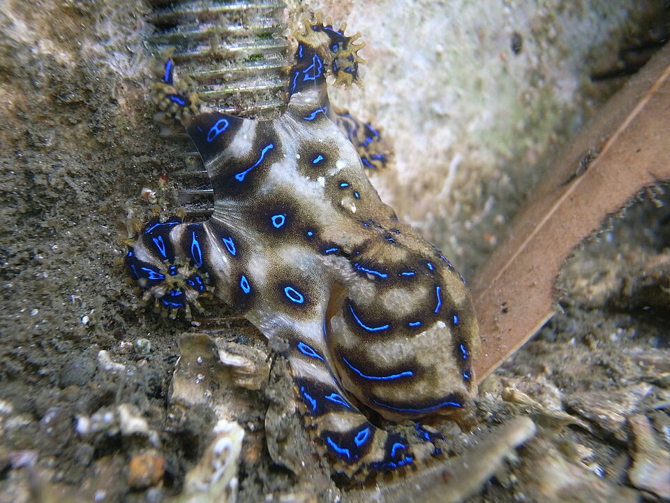 青い輪の模様を出したヒョウモンダコ