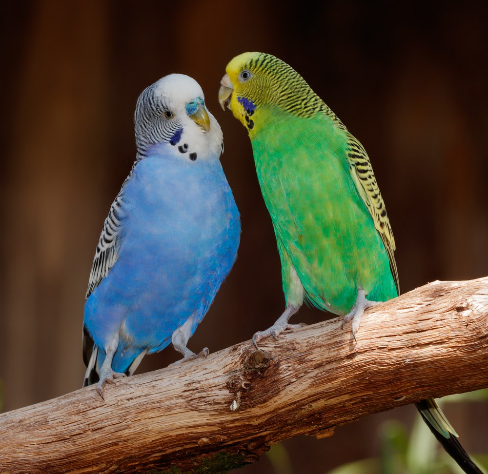 青と緑のセキセイインコ2羽
