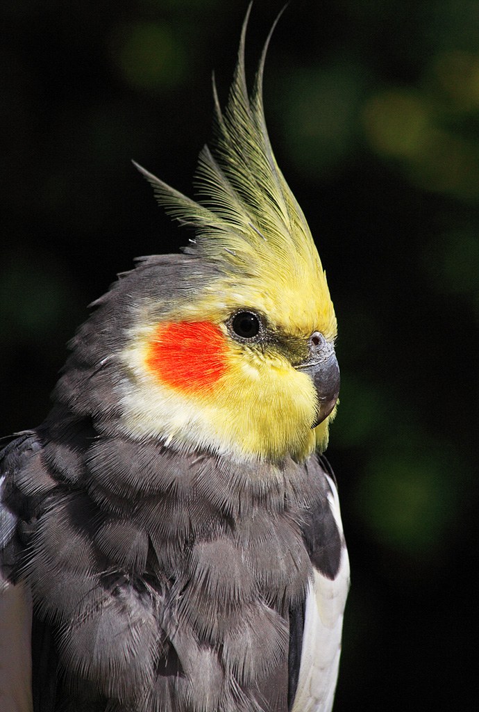 冠羽を立てたオカメインコ