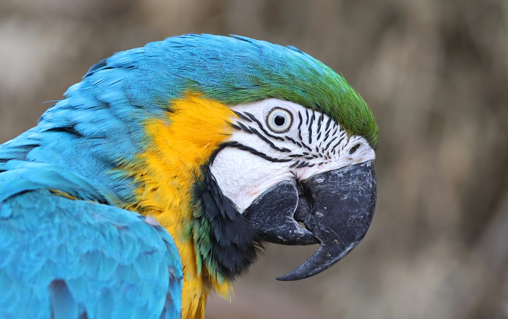 青と黄色のコンゴウインコ