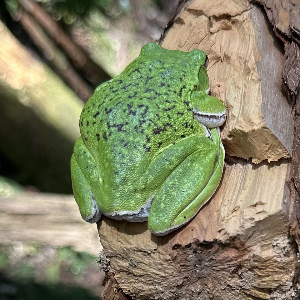 緑色の体に赤褐色の斑紋があるモリアオガエル