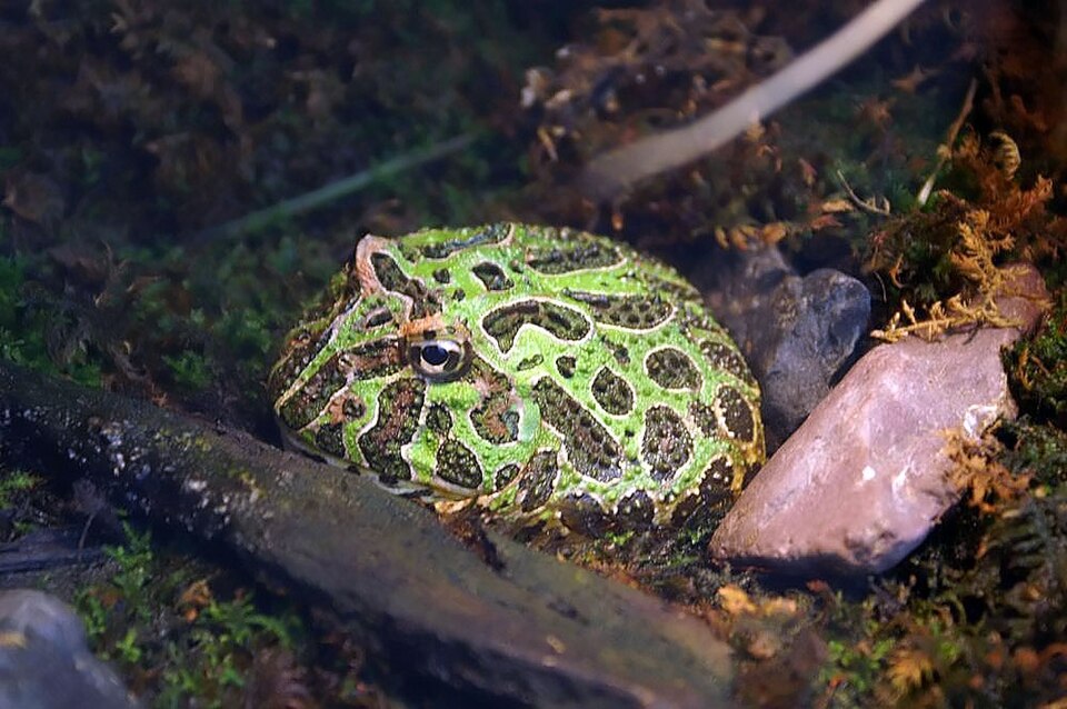 緑色に模様のあるベルツノガエル