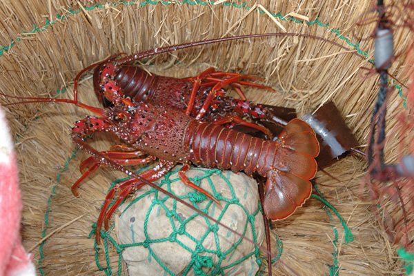 かごに入った伊勢海老