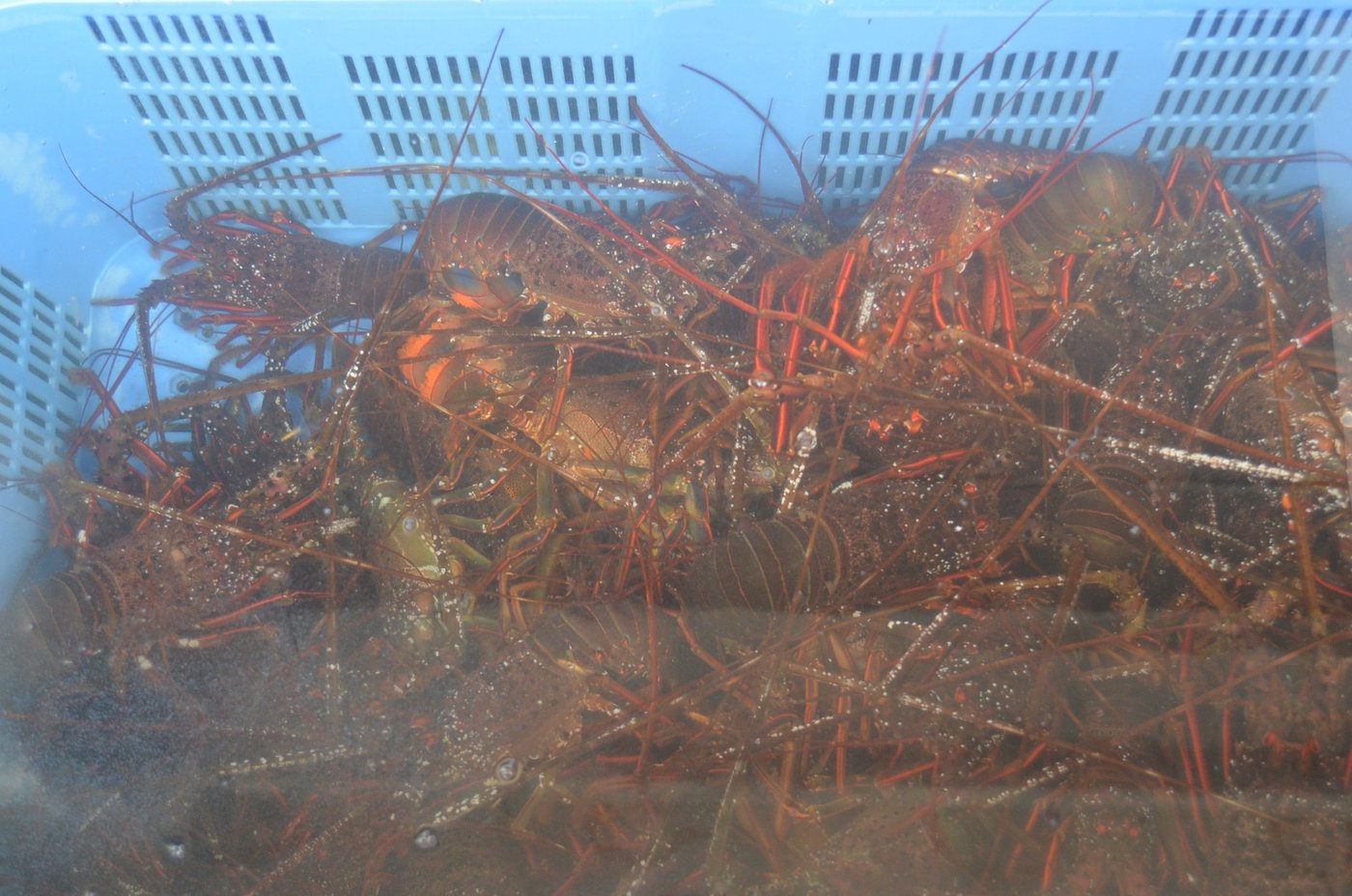 水揚げされた伊勢海老