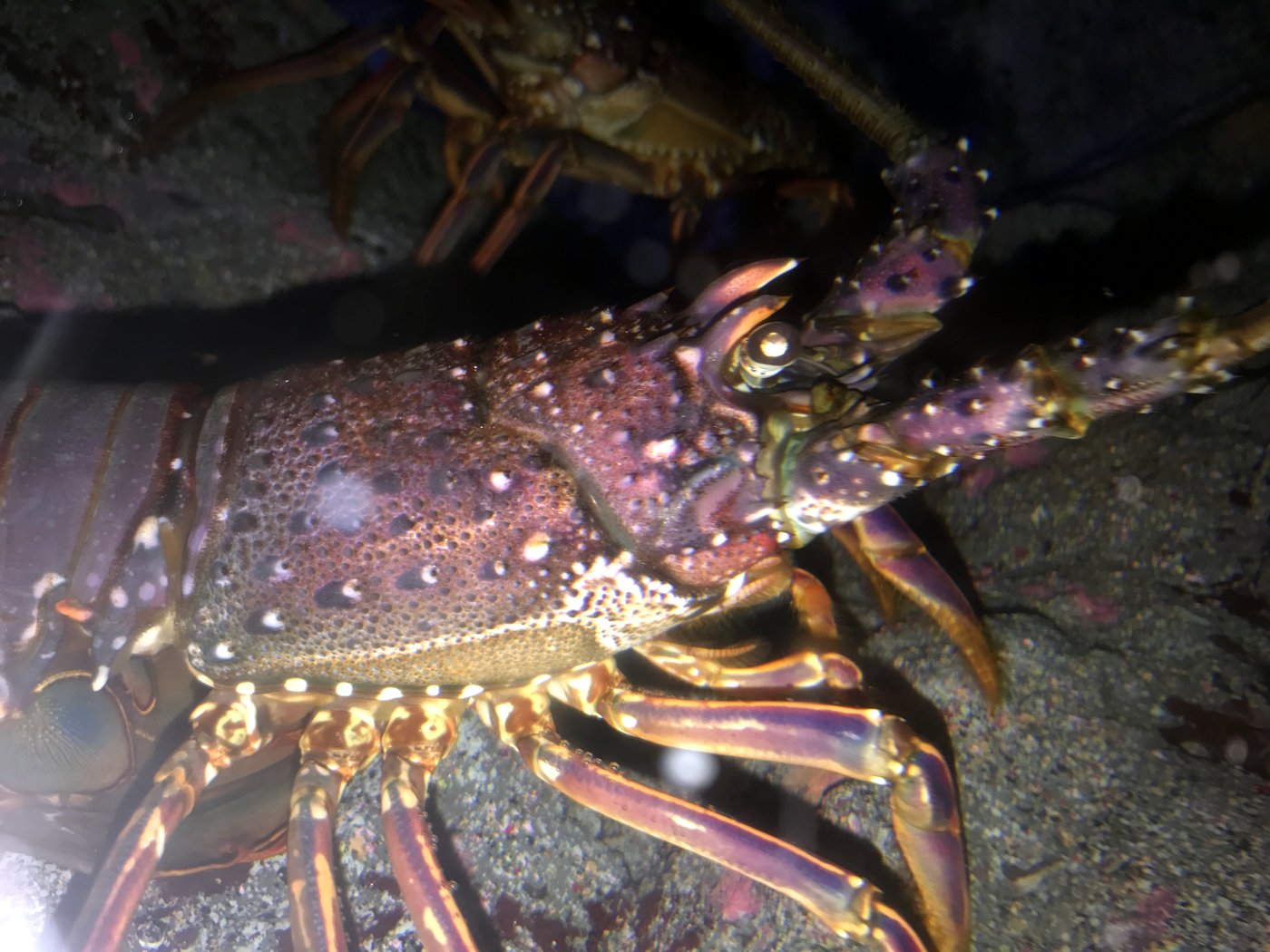 夜の岩場の伊勢海老