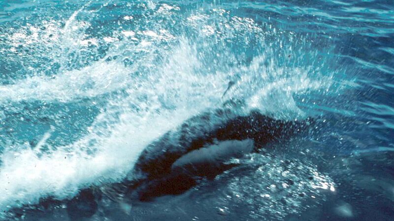 高速で泳ぐイシイルカが噴き上げる特徴的な水しぶき「rooster tail」