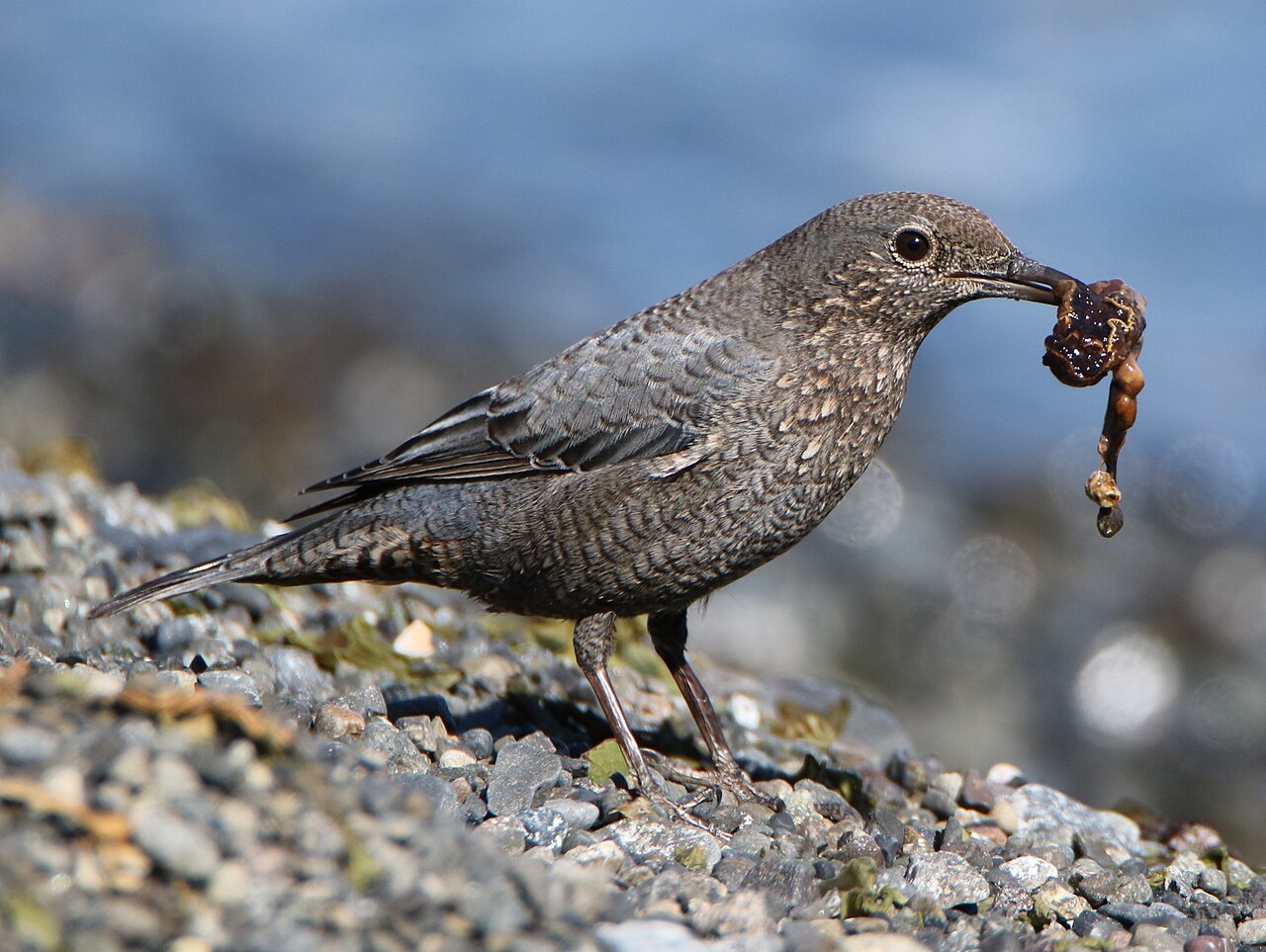 イソヒヨドリのメス・茶褐色にうろこ模様、磯で餌を捕える
