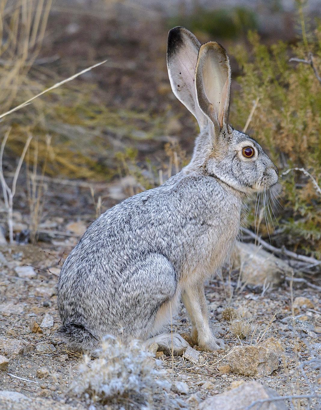 乾燥地の草本のなかに座るオグロジャックウサギ