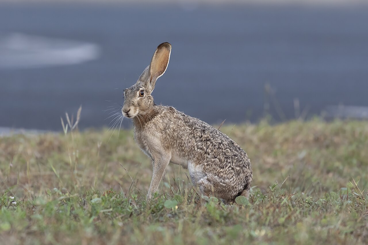 開けたプレーリーに座るオグロジャックウサギ