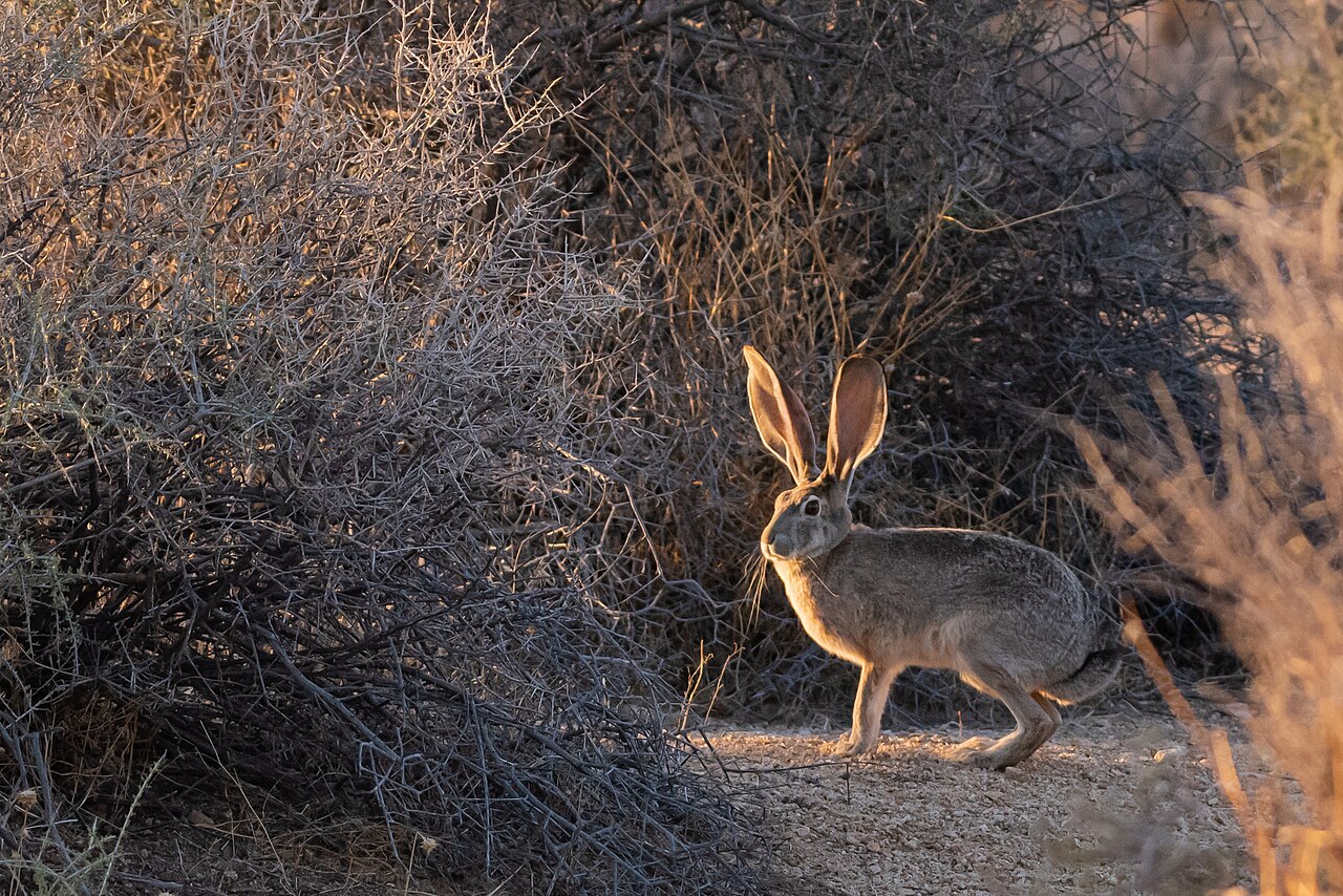 砂漠の灌木の陰で身を伏せるオグロジャックウサギ