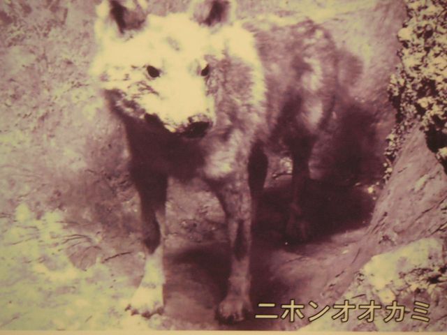 当時撮影されたニホンオオカミの写真