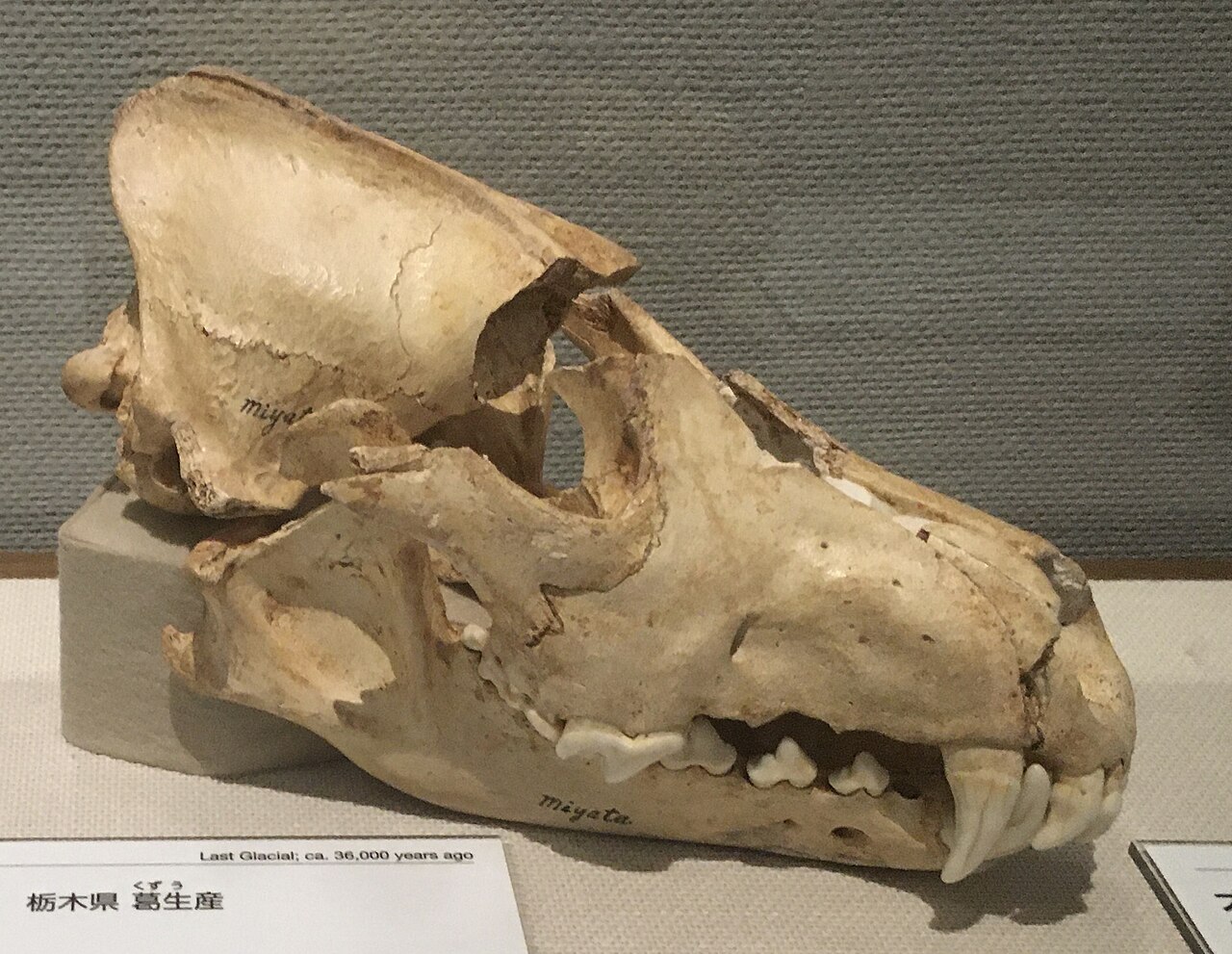 ニホンオオカミの頭骨