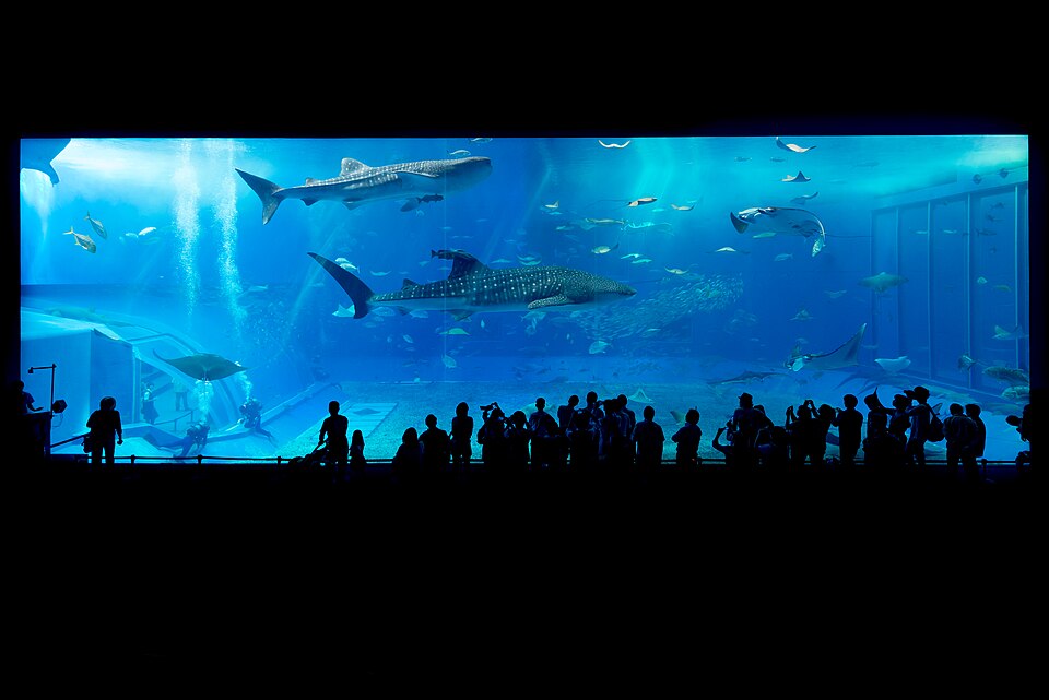 水族館のジンベエザメ