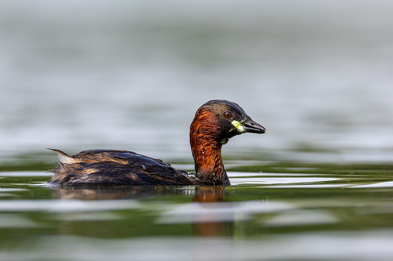 カイツブリのオス・水面を泳ぐ姿