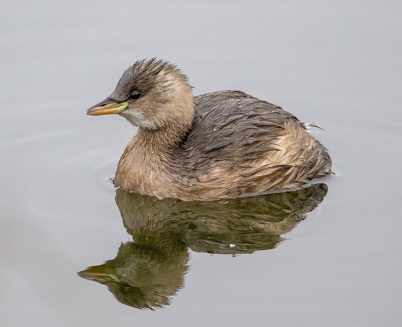 カイツブリの冬羽・全身が淡褐色に変わる
