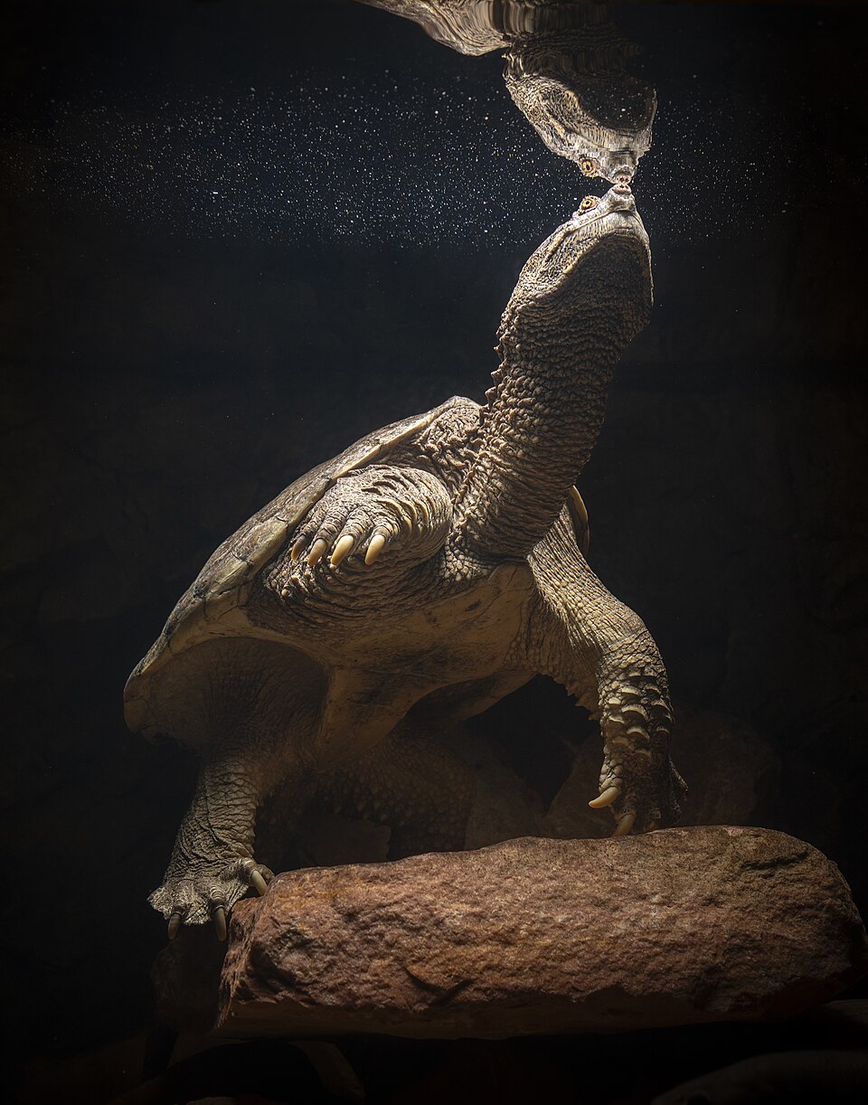 長い首を伸ばすカミツキガメ