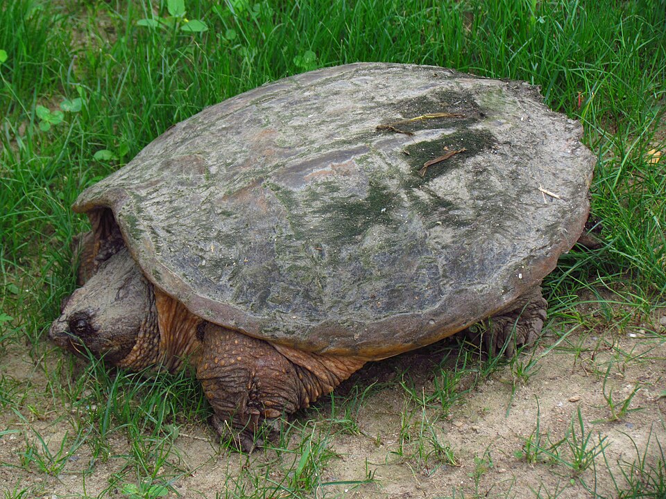 草地にいるカミツキガメの全身