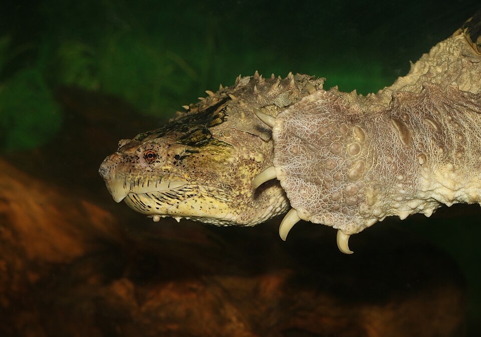 水中のカミツキガメ