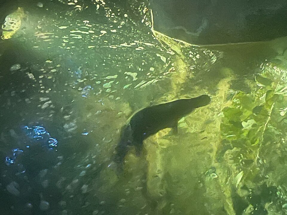 カモノハシのくちばし