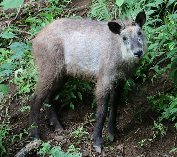 斜面に立つニホンカモシカの全身