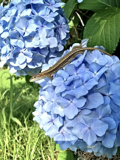 紫陽花に登るニホンカナヘビ・住宅街の庭