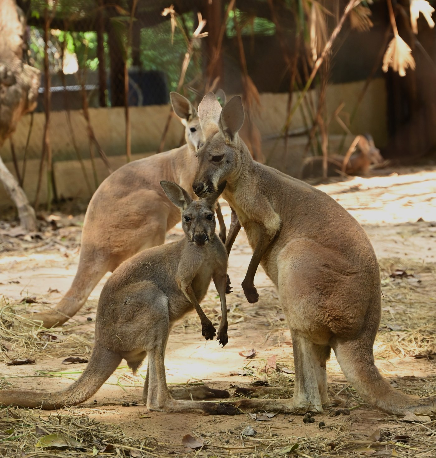 育児のうから顔を出す子カンガルー