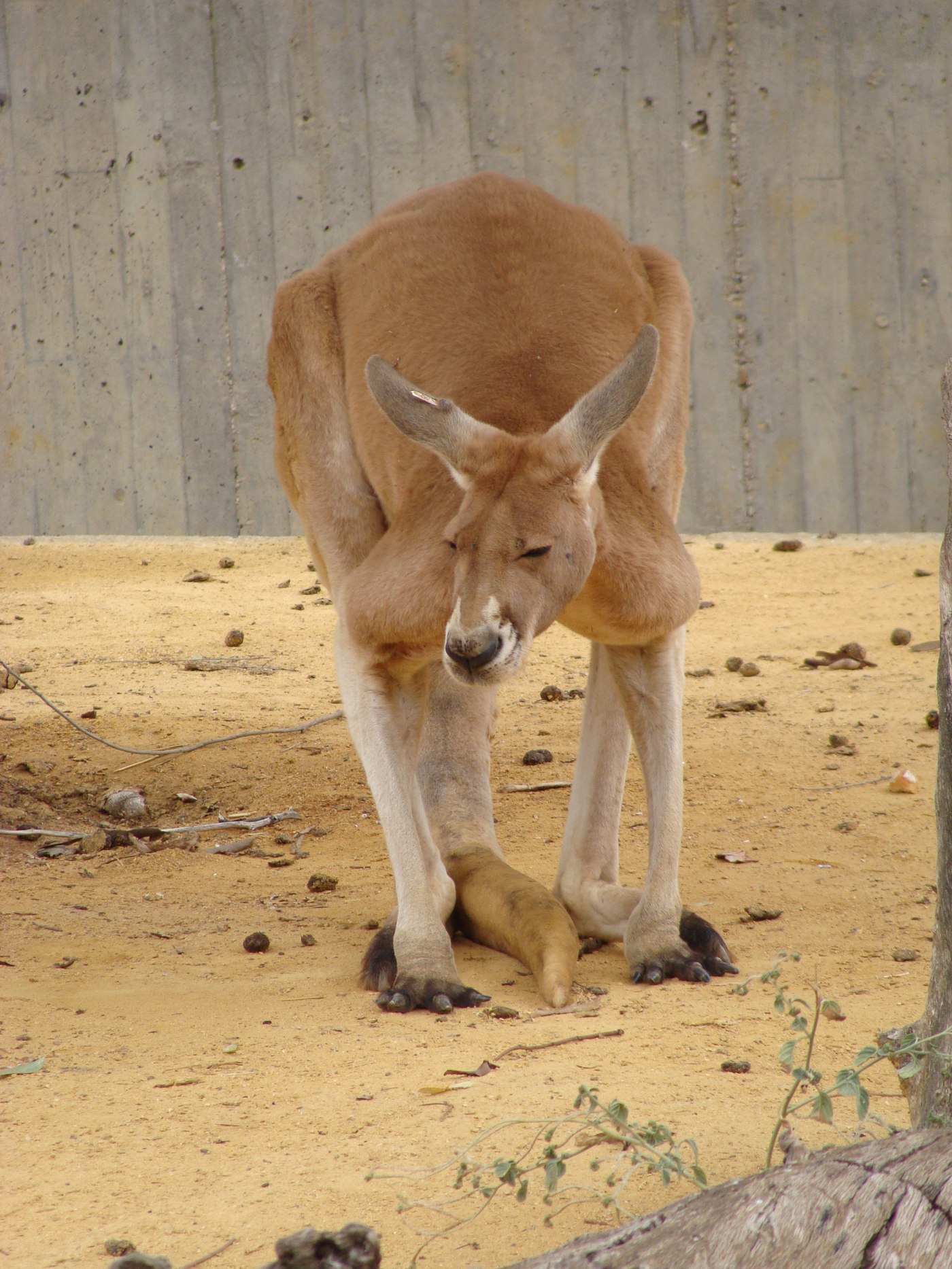筋肉質なオスのアカカンガルー