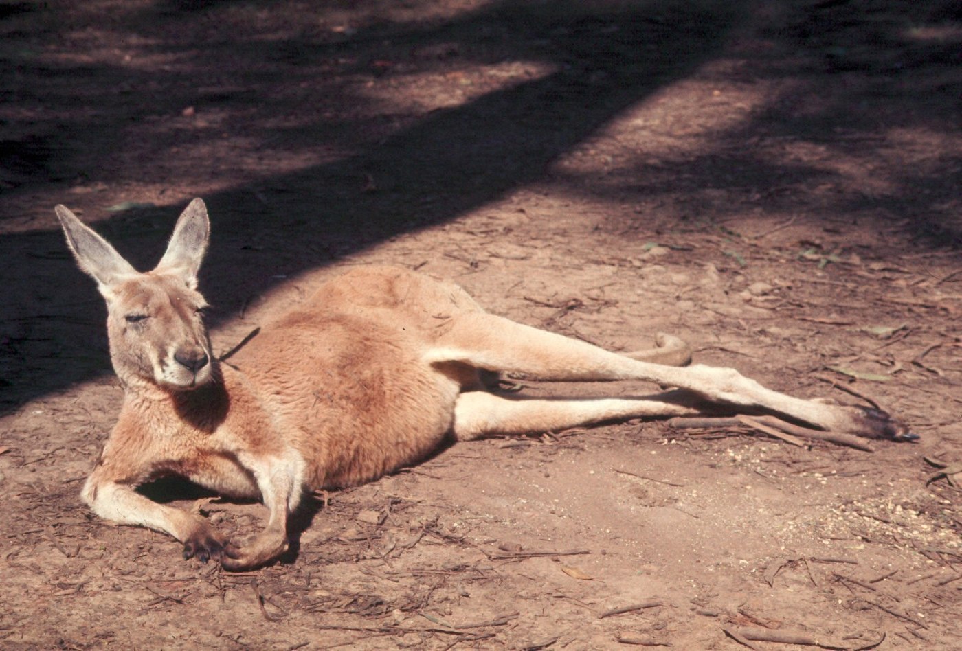 地面で休むアカカンガルー