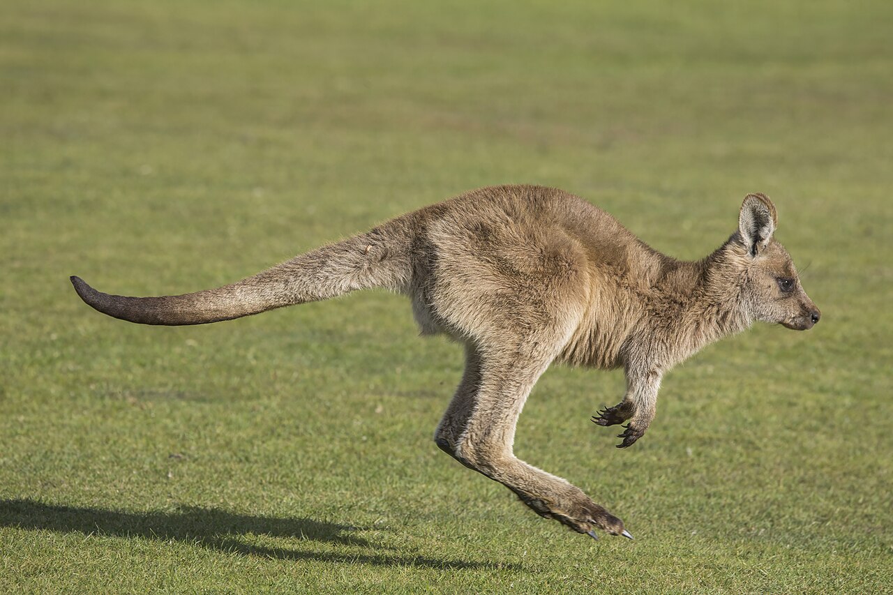 後ろ足で跳んで移動するカンガルー